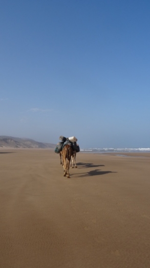 Wanderung an der Küste: Dromedar am Strand